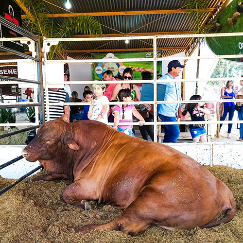Divulgação - Exposição de bovinos da FICAR 2018 - Foto: Redes Sociais