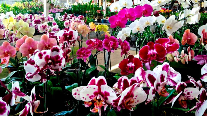 Divulgação - Orquídeas da 49° Exposição em 2019 - Foto: Divulgação