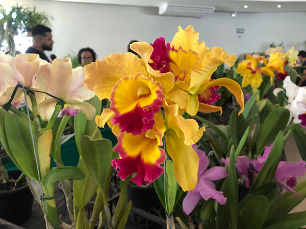Divulgação - Diversas espécies de orquídeas estão expostas na feira - Foto: Arquivo/AssisCity