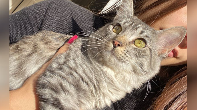 Tutora busca por gatinha desaparecida no Jardim Europa em Assis