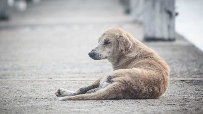 Coisa de Bicho precisa de doações para bazar solidário em prol de animais de rua em Assis