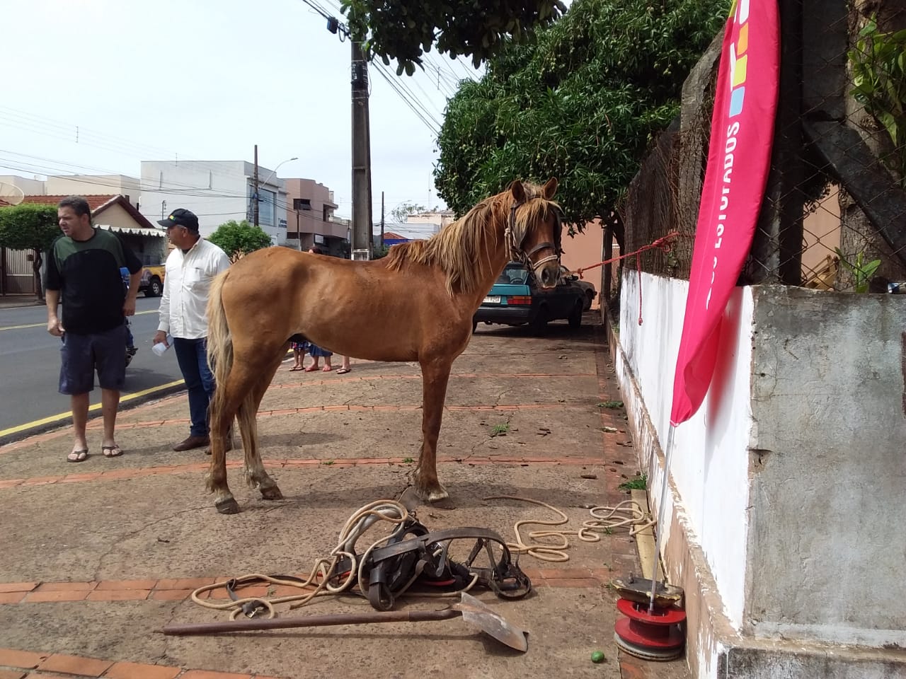 divulgação - Cavalo ficou com ferimentos após acidente - Foto: Divulgação