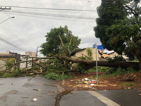 Divulgação - Árvore caída na Rua Assembleia - Foto: Divulgação/Eduardo Vidal