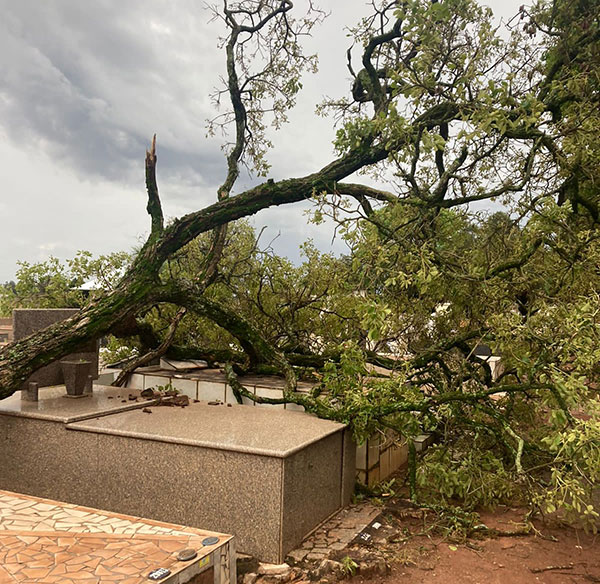 Divulgação - Árvores caídas nas sepulturas do Cemitério Municipal - Foto: Divulgação