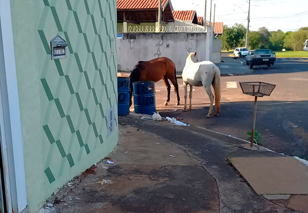 Divulgação - Animais comendo no lixo na esquina da rua no Parque Colinas - Foto: Divulgação