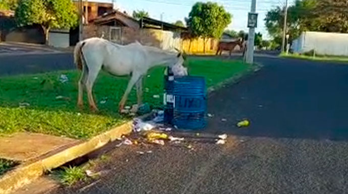 Divulgação - Cavalo comendo lixo - Foto: Divulgação