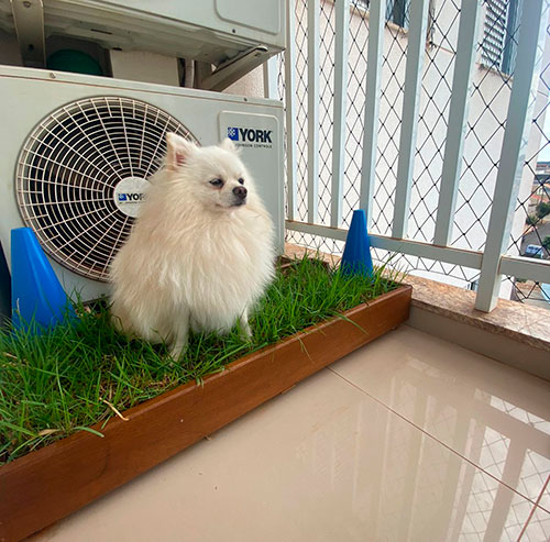 divulgação - Pet grass, parquinho para pets na varanda de apartamento - Foto: Divulgação