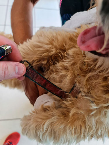 divulgação - Cachorro estava com coleira quando foi encontrado - Foto: Divulgação