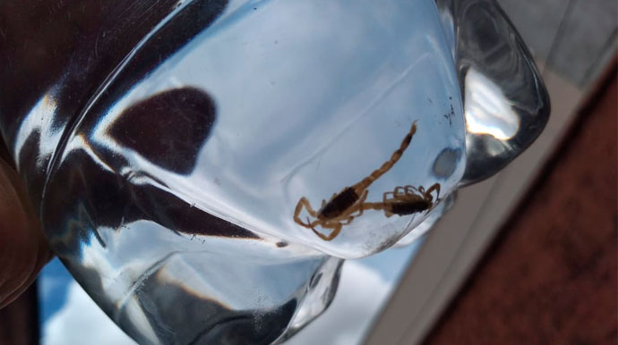 divulgação - Escorpião encontrado em casa na Vila Zulmira - Foto: Divulgação
