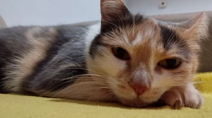 Moradora da Vila Rodrigues denuncia vizinhos por envenenamento de gato