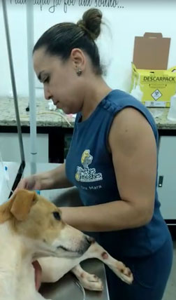 Divulgação - Médica-veterinária Mara Martins realizando o tratamento em Mel - Foto: Divulgação