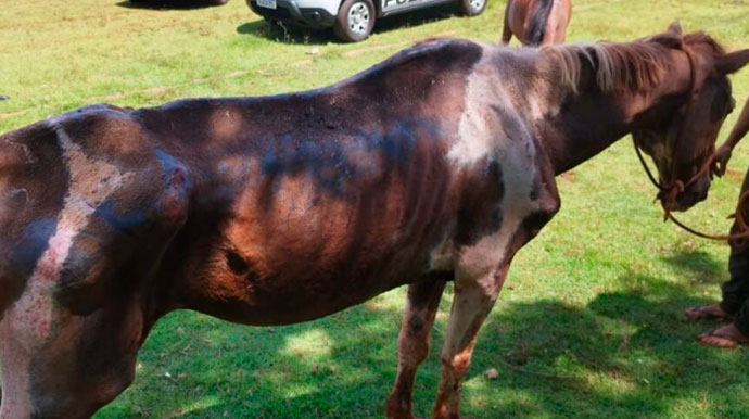 divulgação - Cavalo em situação de abandono - Foto: Divulgação/Jornal da Comarca
