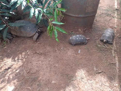 Divulgação - Jabutis foram encontradas no quintal de um residência no Jardim Vera Cruz, em Dracena (SP) — Foto: Polícia Ambiental