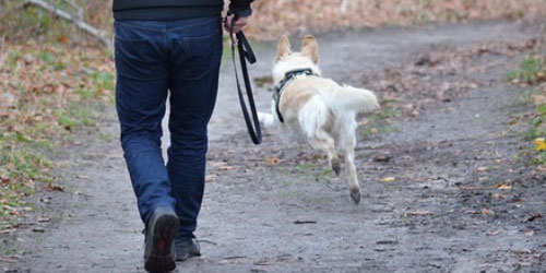 Sem coleira: Passeio com cachorro solto traz riscos ao animal e às pessoas ao redor