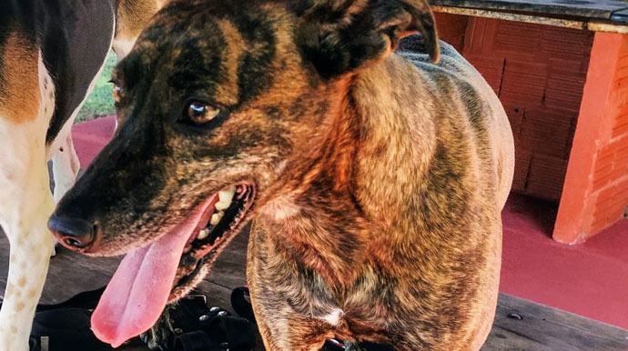 divulgação - Cachorra Raja desaparecida em Assis