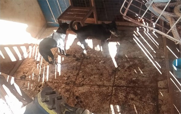 divulgação - Cachorros encontrados em estado de maus-tratos - Foto: Polícia Ambiental