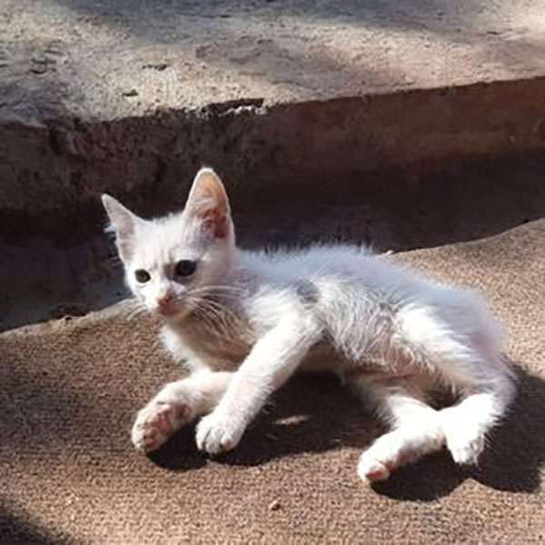 Divulgação - Gato resgatado pelo S.O.S Pets - Foto: Divulgação