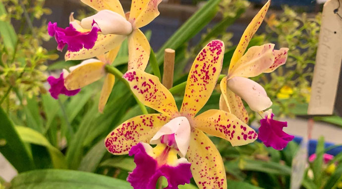 AssisCity - Exposição de Orquídeas promete encantar população de Assis neste final de semana