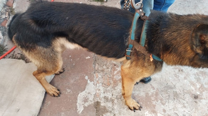 Divulgação - Cachorro estava em condições precárias - Foto: Polícia Civil