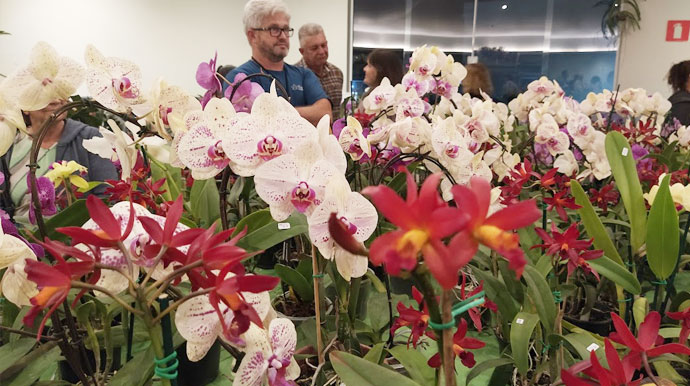Divulgação - Visitantes puderam conhecer e prestigiar diversas espécies de orquídeas - Foto: Assessoria PMA