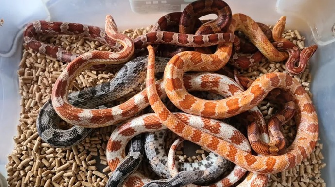 Divulgação - Serpentes de espécie exótica norte-americana são encontradas dentro de caixa de sapatos em casa em Bauru (SP) — Foto: Polícia Ambiental/Divulgação