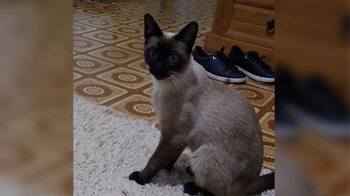 Redes Sociais - Família procura por gato desaparecido na Vila Xavier em Assis - FOTO: Redes Sociais