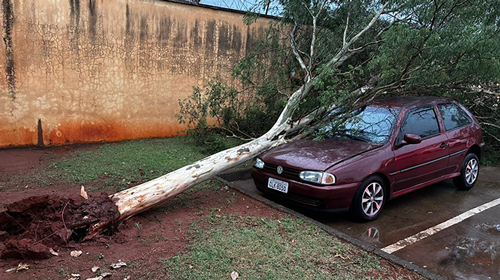 Portal AssisCity - Árvore cai e atinge carro estacionado na UPA - FOTO: Portal AssisCity