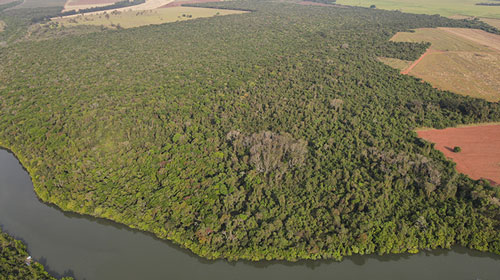 Divulgação - Consema debate ampliação da Estação Ecológica e da Floresta Estadual de Assis em audiência pública especial - FOTO: Divulgação