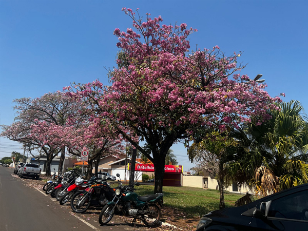 AssisCity - Travessa Brasil, Vila Adileta - Foto: AssisCity