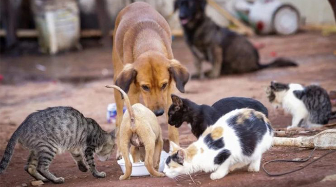 Prefeitura de Assis/Divulgação - Prefeitura de Assis lança edital para credenciamento de clínicas veterinárias para castração de cães - FOTO: Prefeitura de Assis/Divulgação