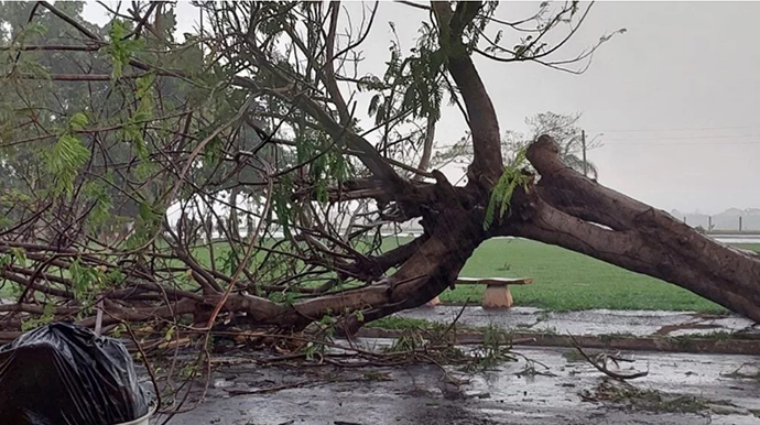 Divulgação - Chuva forte e ventania derrubam árvores, postes e causam falta de energia - FOTO: Divulgação