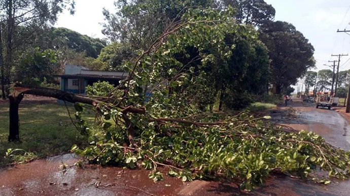 Defesa Civil/Divulgação - Vendaval derruba árvores e causa transtornos em Cândido Mota - FOTO: Defesa Civil/Divulgação