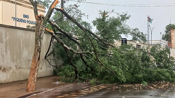 Defesa Civil/Divulgação - Árvore é derrubada pelo vento próxima à Escola Municipal Pequeno Polegar, na Vila Ribeiro - FOTO: Defesa Civil/Divulgação