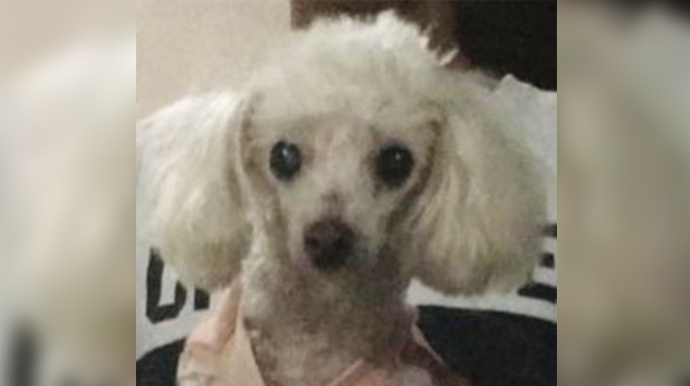 Redes Sociais/Divulgação - Cachorra poodle de 14 anos desaparece no Jardim Paraná, em Assis - FOTO: Redes Sociais/Divulgação