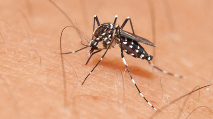 Divulgação - Número de casos de dengue em Assis aumentam 600% em 2023, mas mortes seguem baixas - FOTO: Divulgação