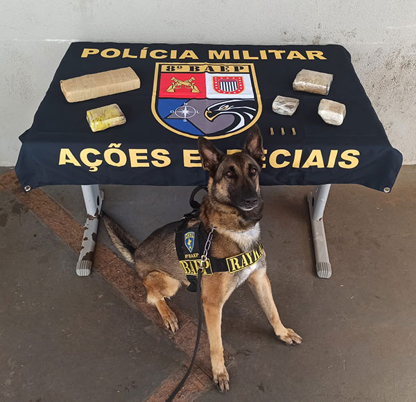 Divulgação/Policia Militar - A K-9 Rayka com os tabletes de maconha localizados em um terreno baldio em Florínea - Foto: Divulgação/Polícia Militar