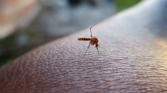 Divulgação - Região epidemiológica de Assis registra mais de 6 mil casos de dengue e 6 mortes estão sob investigação - FOTO: Divulgação