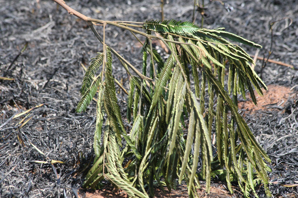 Incêndio destrói quase três mil árvores no Jardim Morumbi
