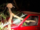 Árvore caída no meio da rodovia causa acidente com idoso