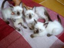 Gatos siameses para adoção