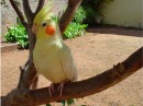 Ladrão arromba pet shop e furta gaiola com aves e produtos