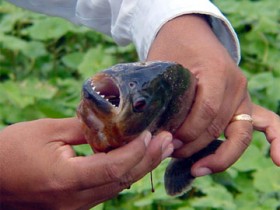 Adolescente de 15 anos é vítima de ataque de piranhas