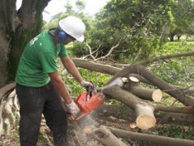 Paraguaçu terá mutirão para recolhimento de galhos e árvores cortadas