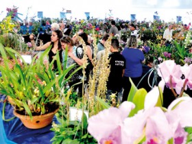 Assis receberá expositores de todo o país nos três dias da Exposição Nacional de Orquídeas