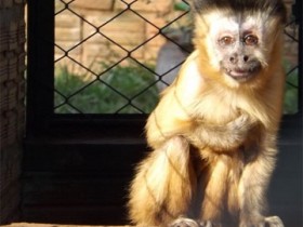 Os dois lados da história do macaco Chico