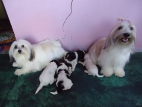 Filhotes de Lhasa Apso estão à venda