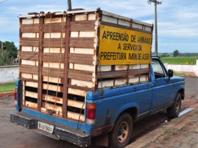 Animais de grande porte abandonados serão recolhidos pela prefeitura
