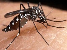 Assis soma 363 casos positivos de dengue confirmados de janeiro a março de 2014