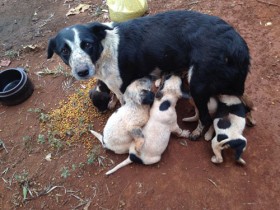 Movimento Salva Patas doa dois cachorrinhos