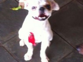 Cachorro desaparece no centro da cidade e donos pagam recompensa